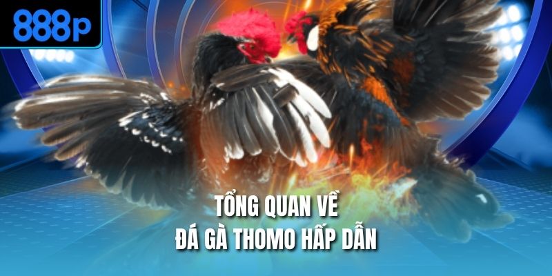 Tổng quan về đá gà Thomo hấp dẫn